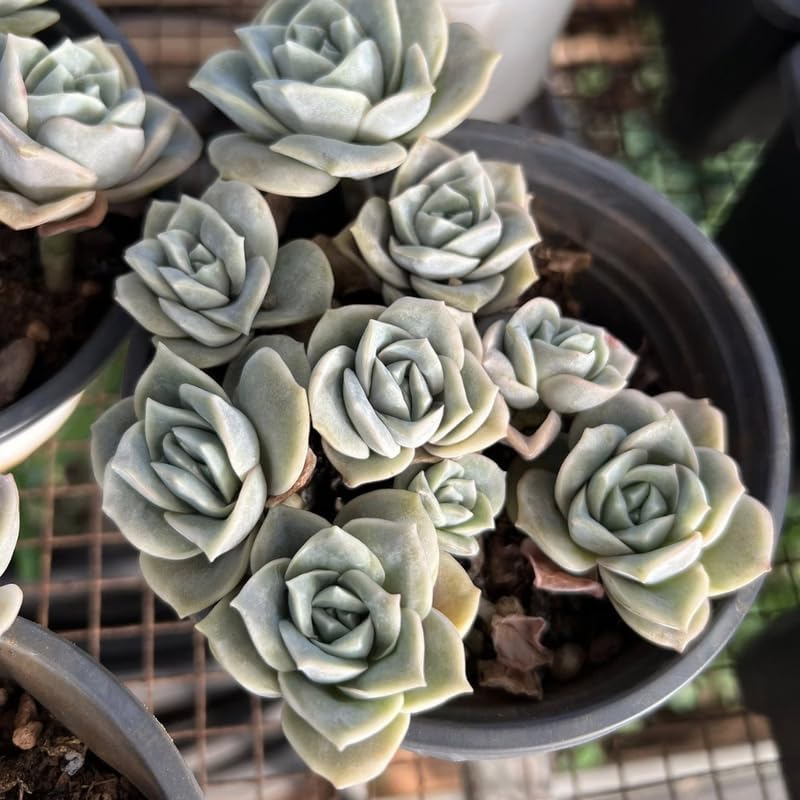 2 Live Succulent Plant Lovely Rose Succulent, 2" Potted Plant, Easy Care Greenery, Rose-Like Foliage for Home Decor and DIY Projects