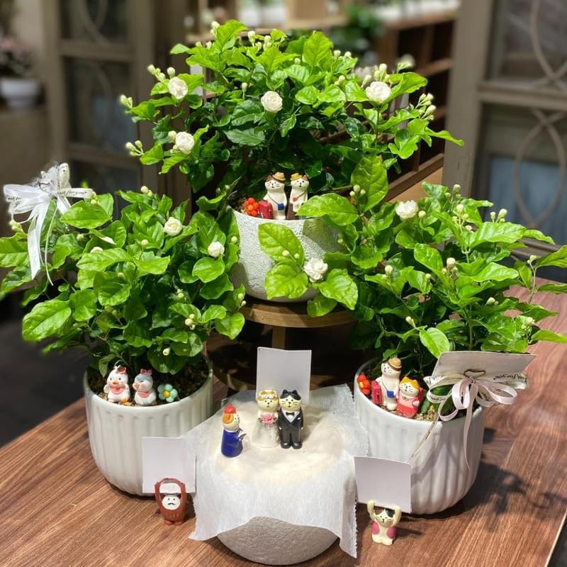Jasmine Plant Live in 4’’ Inch Pot - Maid of Orleans | Fragrant Jasmine Potted Plant Indoor | Jasmine Flower Plant for Home & Office Décor | Elegant White-Blooming Plant for Shelves, Desks