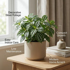 Watermelon Pilea Cadierei Plant, 4" Pot, Vigorous Aluminum Plant with Silver Striped Leaves, Sturdy Low Maintenance Foliage for Home & Office Decor