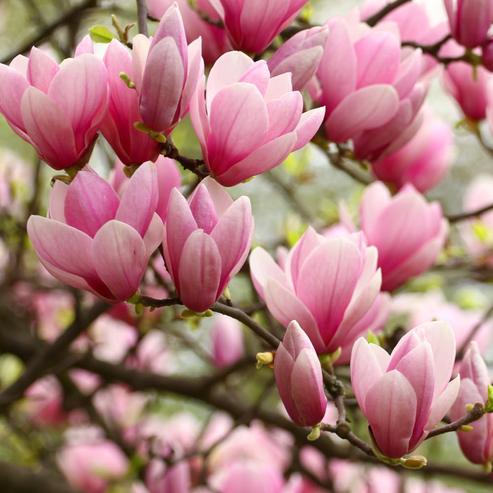 Ann Magnolia Tree Live, 12-18 Inch Tall in 2.5 Inch Pot, Low Maintenance Fragrant Multi-Petal Flowering Shrub for Small Yards and Focal Points