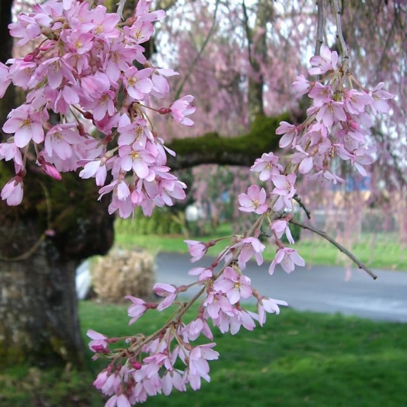 2 Live Autumn Alice Cherry Trees | 8-12 Inch Bare Root Live Seedlings | Fast-Growing Ornamental Flowering Shrub | Robust Well-Rooted Plants