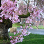 2 Live Autumn Alice Cherry Trees | 8-12 Inch Bare Root Live Seedlings | Fast-Growing Ornamental Flowering Shrub | Robust Well-Rooted Plants