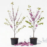 2 Redbud Tree Live Plant – 12-18 Inch Tall in Quart Pot, Eastern Redbud Live Trees, Beautiful Spring Pink Blossoms, Hardy Flowering Tree