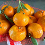 (No Ship to CA,HI,AK) Kishu Mandarin Oranges Tree Live Plant | 1 Gallon Live Potted Citrus Tree | Sweet Juicy Fruit for Cooking Juicing & Home Gardening