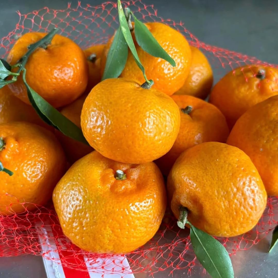 (No Ship to CA,HI,AK) Kishu Mandarin Oranges Tree Live Plant | 1 Gallon Live Potted Citrus Tree | Sweet Juicy Fruit for Cooking Juicing & Home Gardening