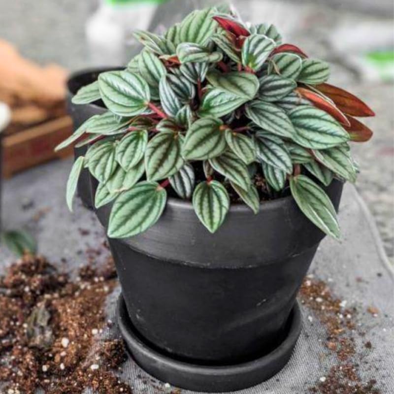 2 Peperomia Live Plant, Peperomia Napoli Nights 2 Inch Potted, Rare Indoor Houseplant for Home Office Decor and Plant Collections