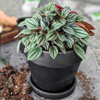 2 Peperomia Live Plant, Peperomia Napoli Nights 2 Inch Potted, Rare Indoor Houseplant for Home Office Decor and Plant Collections