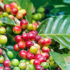 (No Ship to CA,HI,AK) Arabica Coffee Live Plant, 1-2 Feet Tall in 1 Gallon Pot, Glossy Evergreen Houseplant for Indoor Decor and Kitchen Gardens