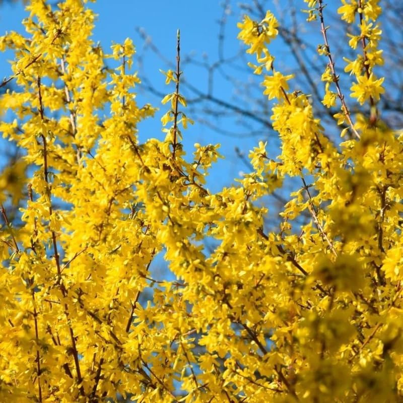 2 Lynwood Gold Forsythia Plant Live | Forsythia Bush Live Plants for Gardens | 1–2 Ft Tall Bare Root Shrubs | Suitable for Yard Planting and Seasonal Color
