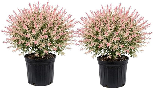 2 Tri Colored Dappled Willow Shrubs Plant Live, Quart Pot, Salix Integra Hakuro Nishiki, Fast Growing, Colorful Foliage Shrub for Garden Décor, Patio & Outdoor Display