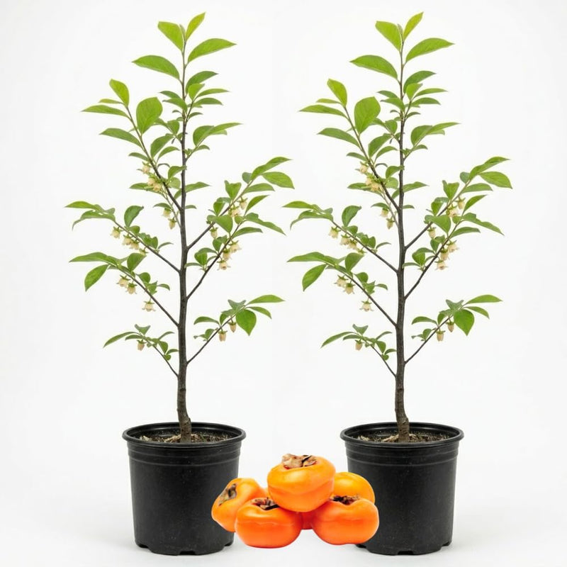 2 Persimmon Tree Live Plant, 12-18 Inch Tall in Quart Pot, Sturdy Growth Habit for Autumn Fruit Harvests and Backyard Shade