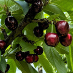 2 Black Cherry Trees Live Plants 6–12 Inches Tall | Sweet Cherry Fruit Tree for Home Garden, Yard Growing & Outdoor Landscape