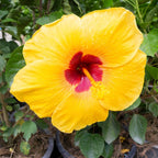 2 Tequila Tropical Hibiscus Plants Live, 6-10" Tall Hibiscus Tree (No Pot), Easy Care Perennial Flower Plant, Ideal for Gardens & Patio