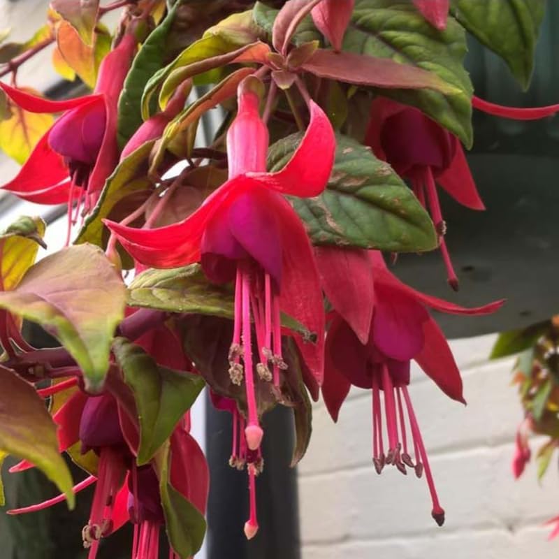Fuchsia Plants Live, Double Red Fuchsia, 6-12 Inch Tall, Marinka Variety, Fast Growing Deciduous Flowering Shrub, Well-Rooted Plant