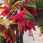 Fuchsia Plants Live, Double Red Fuchsia, 6-12 Inch Tall, Marinka Variety, Fast Growing Deciduous Flowering Shrub, Well-Rooted Plant