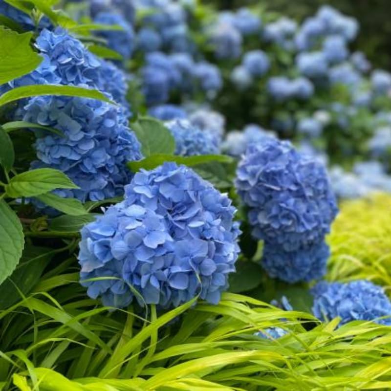 2 Nikko Blue Hydrangea Live Plants, 12-18 Inch Tall in 2.5 Inch Pot, Low Maintenance Flowering Shrub, Robust Well-Rooted Starter Plant