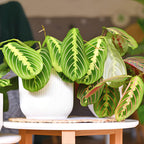 Maranta Plant Live ‘Lemon Lime’, 4" Potted Plant, Easy Care Indoor Greenery, Decorative Prayer Plant for Shelves and Desks