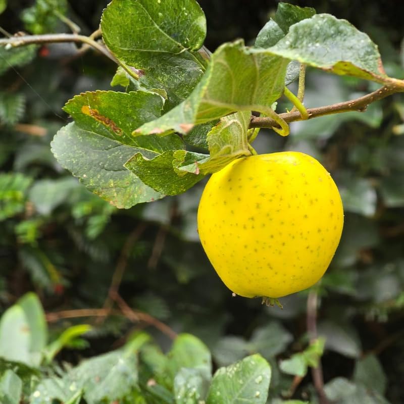 (No Ship to CA,HI,AK) Golden Delicious Apple Tree in 5 Gallon Established Pot, Live Fruiting Shrub for Homegrown Summer and Fall Harvests