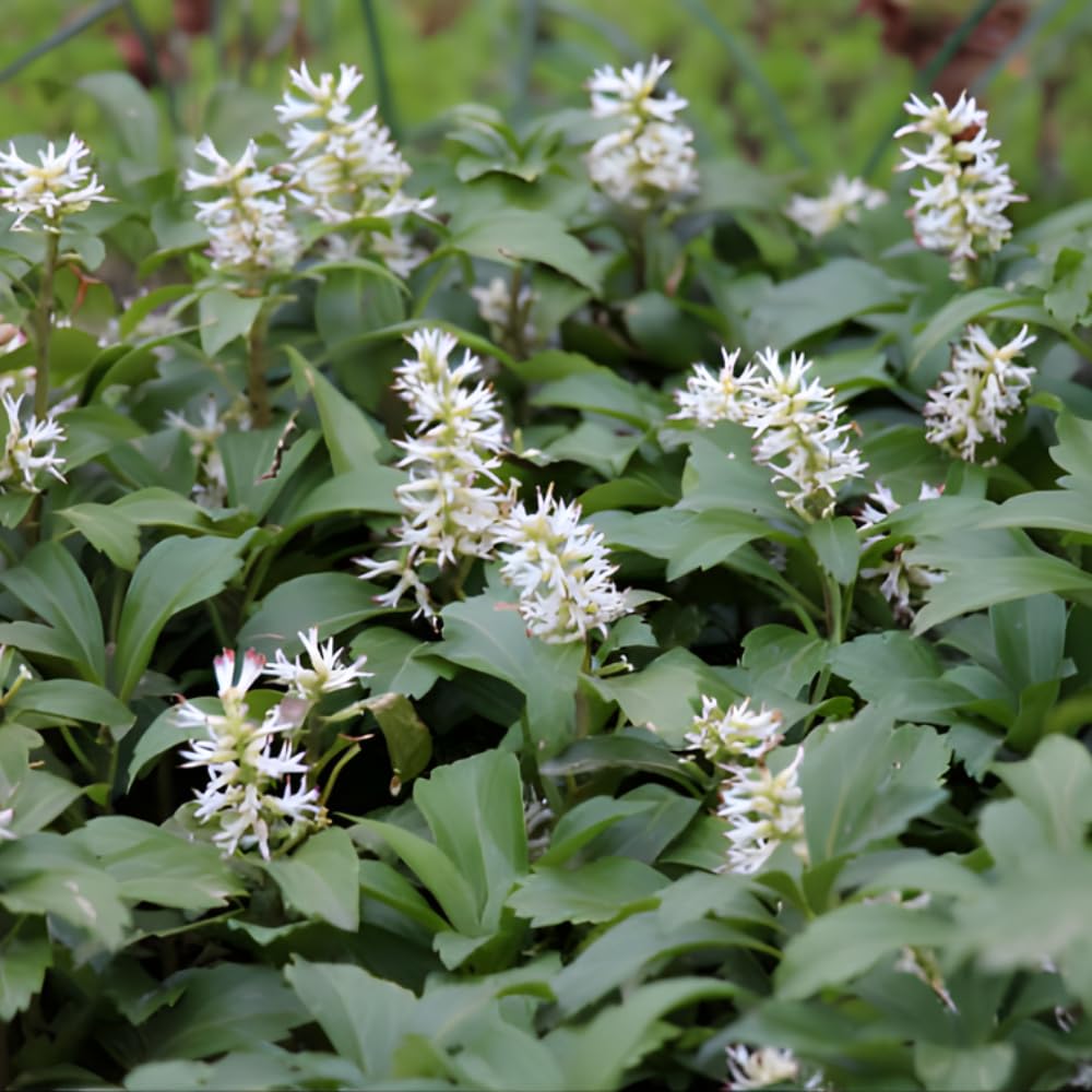 5 Allegheny Spurge Roots System, Pachysandra Procumbens, Vigorous Allegheny Spurge for Shady Backyard Borders