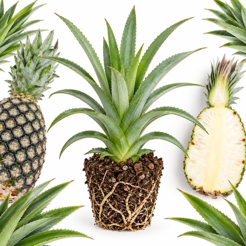 Sugarloaf Pineapple Plant Live, 2-6 Inch Tall Pineapple Starter Plant