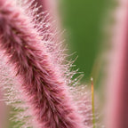 2 Pink Muhly Grass Live Plants, 4-Inch Tall Muhly Grass, Low Maintenance, Fast Growing, Ornamental Grasses Live Plants Perennial, Perfect for Garden Borders or Outdoor Planting