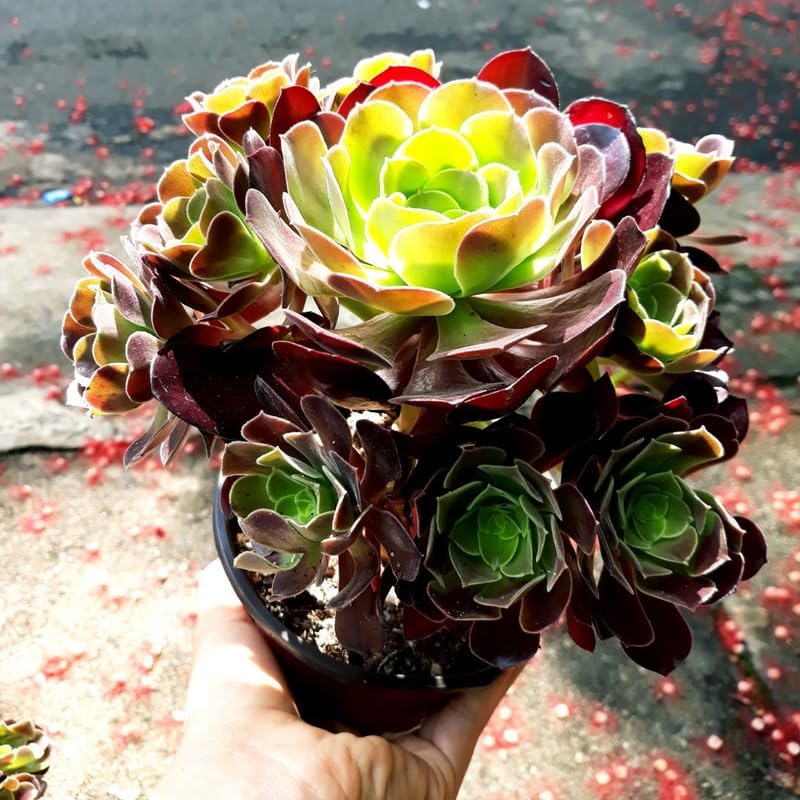 Black Roses Plant Aeonium Succulents Plants Live in 4" Inch Pot | Aeonium Plant | Perfect for Indoor Accent Décor, Minimalist Spaces & Gift Giving