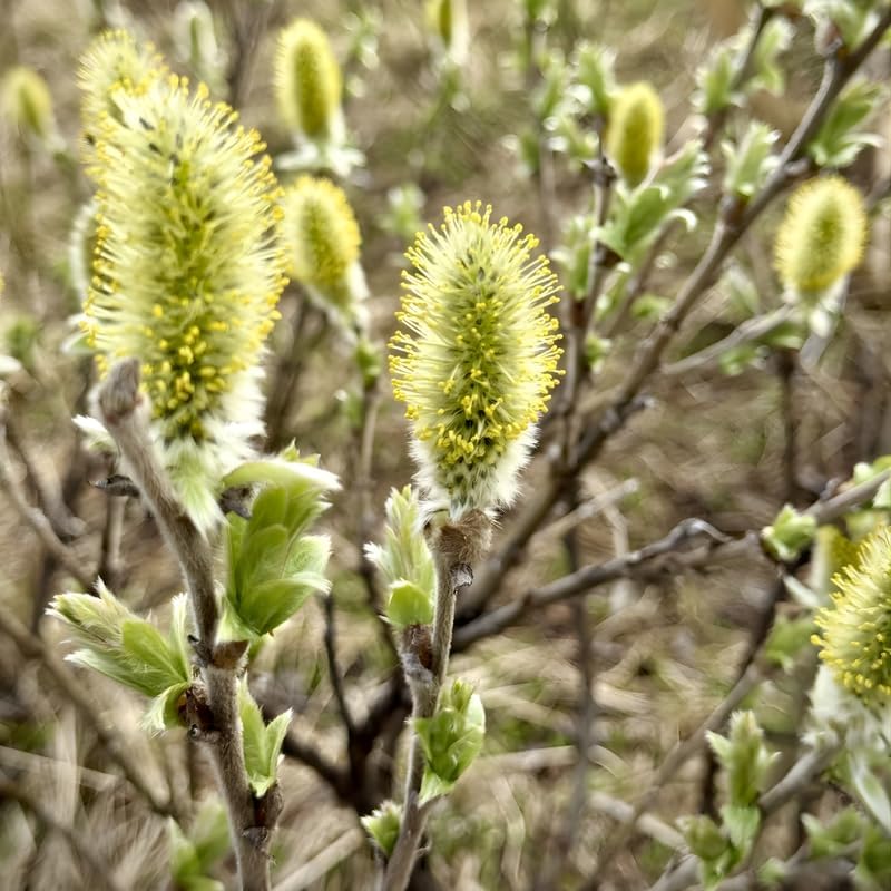 5 French Pussy Willow Live Tree, 12-24 Inch Tall Pussy Willow Plant, Outdoor Tree for Garden Planting, Great for Yard Landscaping and Decorative Branches