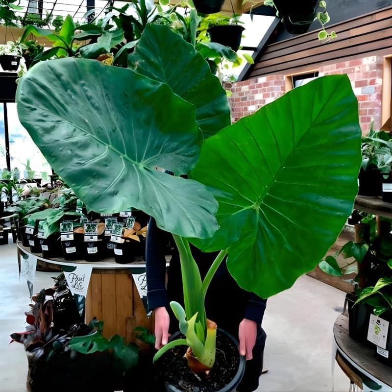 Giant Elephant Ear Plant 1–2ft Tall | Live Mammoth Elephant Ear Bulb Grown Plant – Large Tropical Elephant Ears for Garden & Landscape, Fast-Growing Colocasia with Bold Foliage