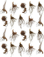 20 Live Black Cohosh Roots Bugbane, Shade Loving Actaea Racemosa, Low Maintenance Elegant White Flowering Plant for Outdoor Gardens & Landscapes