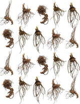 20 Live Black Cohosh Roots Bugbane, Shade Loving Actaea Racemosa, Low Maintenance Elegant White Flowering Plant for Outdoor Gardens & Landscapes