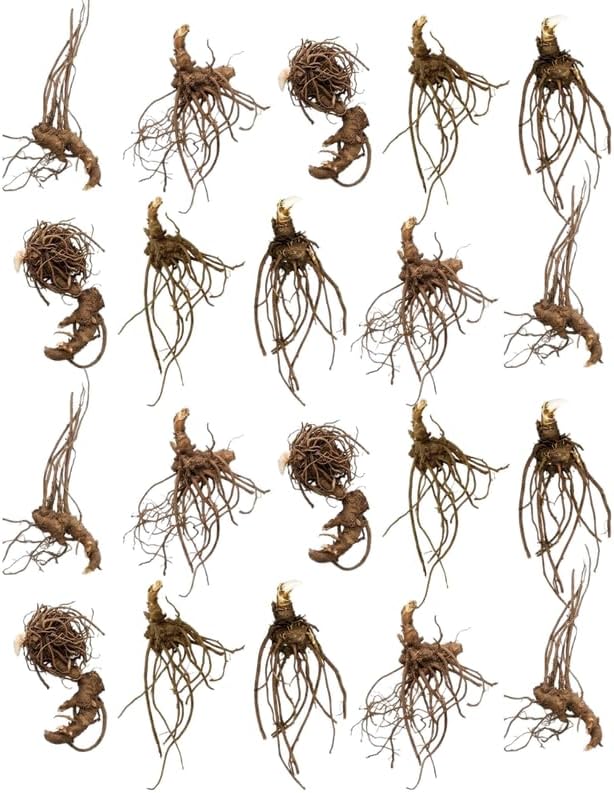 20 Live Black Cohosh Roots Bugbane, Shade Loving Actaea Racemosa, Low Maintenance Elegant White Flowering Plant for Outdoor Gardens & Landscapes