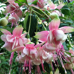 2 Fuchsia Plants Live, Gold and Red Foliage, 6-12 Inch Tall, Autumnale Variety, Trailing Flowering Plant, Ideal for Hanging Baskets