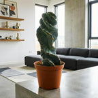Live Spiral Cactus, 3.5" Potted Plant, Easy Care Indoor Greenery, Rare Twisted Columnar Cactus for Shelves and Desks