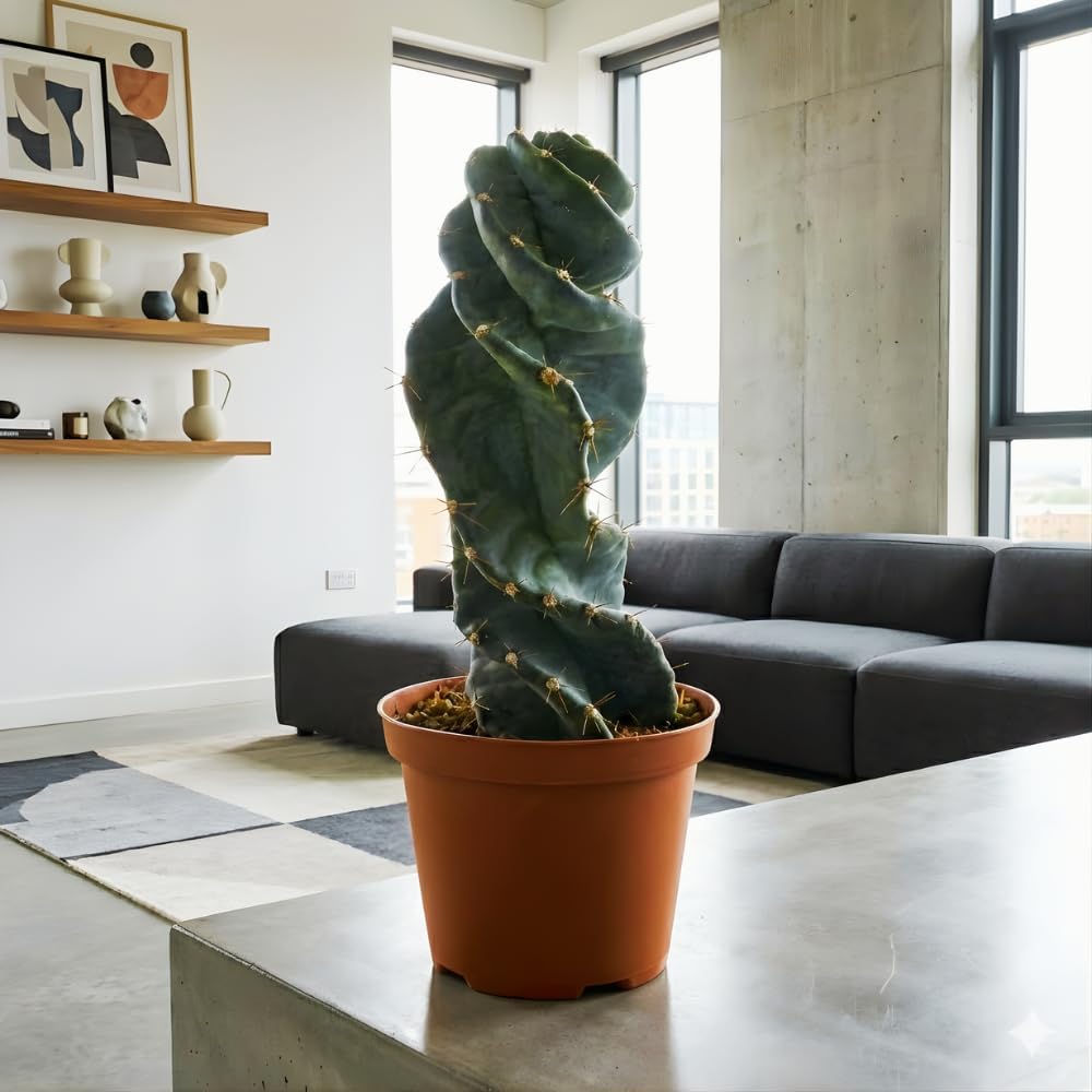 Live Spiral Cactus, 3.5" Potted Plant, Easy Care Indoor Greenery, Rare Twisted Columnar Cactus for Shelves and Desks