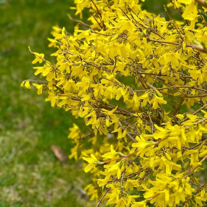Lynwood Gold Forsythia Live Plant | 2.5-Inch Pot | Forsythia Bush Plant for Outdoor Growing | Ideal for Garden Planting and Landscape Use