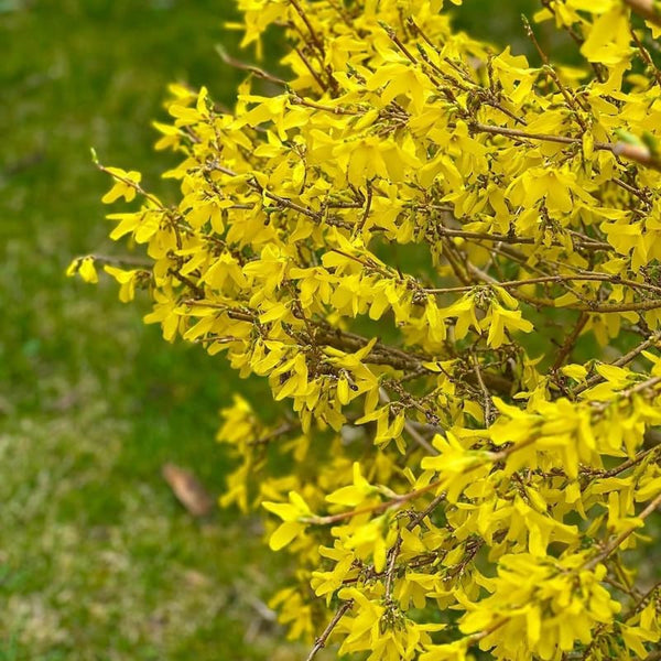 Lynwood Gold Forsythia Live Plant | 2.5-Inch Pot | Forsythia Bush Plant for Outdoor Growing | Ideal for Garden Planting and Landscape Use
