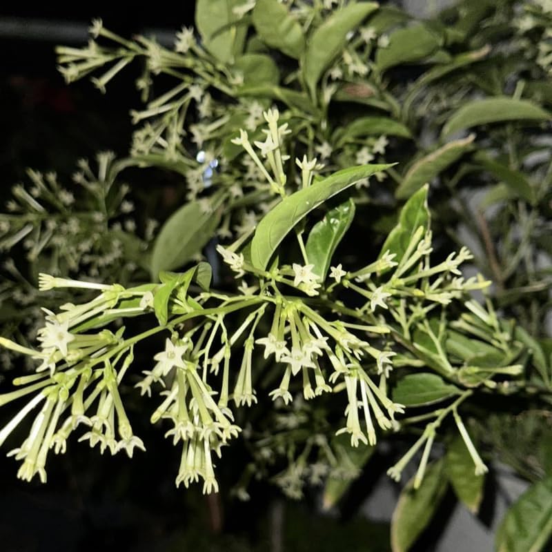Night Blooming Jasmine Plant Live, 8" Bare Root Seedling, Fast Growing Cestrum Nocturnum Shrub, Well-Rooted Plant for Home and Garden