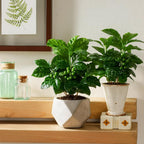 Coffea Arabica Live Plant in 4" Inch Pot | Indoor Arabica Coffee Tree for Planting | Low-Maintenance Houseplant for Home Décor, Patio & Hobby Growers