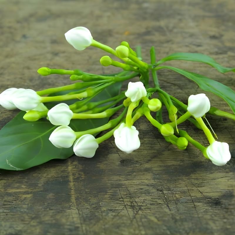 Maid of Orleans Jasmine Plant Live in 4 Inch Pot | Fragrant White-Blooming Jasmine | Easy to Grow Live Jasmine Plant for Indoor Home Décor
