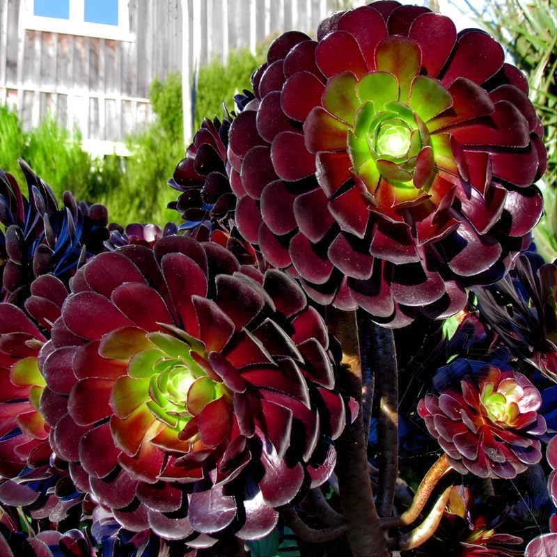 Aeonium Black Rose Plant Live Succulent in 4" Inch Pot | Black Succulents Plants Live | Ideal for Modern Home Décor, Desk Displays & Plant Collections