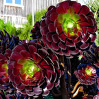 Aeonium Black Rose Plant Live Succulent in 4" Inch Pot | Black Succulents Plants Live | Ideal for Modern Home Décor, Desk Displays & Plant Collections