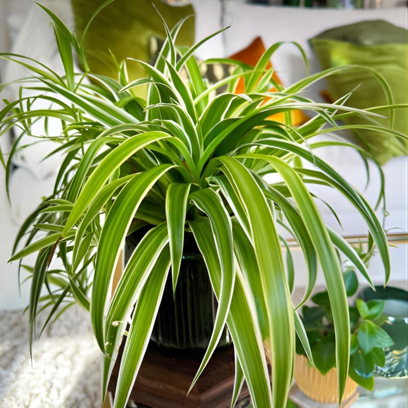 2 Spider Plants Live House Plants, Spider Plant in 2 Inch Pot, Low Maintenance, Thrives in Home & Office, Perfect for Plant Enthusiasts