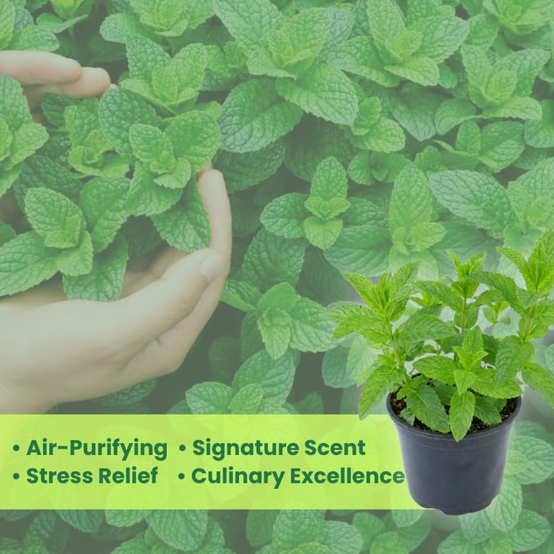 2 Chocolate Mint Plants, 3-Inch Pot, Mint Plants Live, Fast Growing Aromatic Perennial for Modern Landscape and Herb Gardening