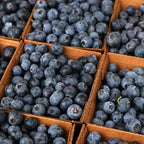 (No Ship to CA,HI,AK) Brightwell Blueberry Trees Live Plants, 1-2 Feet Tall (1 Gal Pot) - Sweet Blue Berries Live Plants for Planting Indoor Outdoor