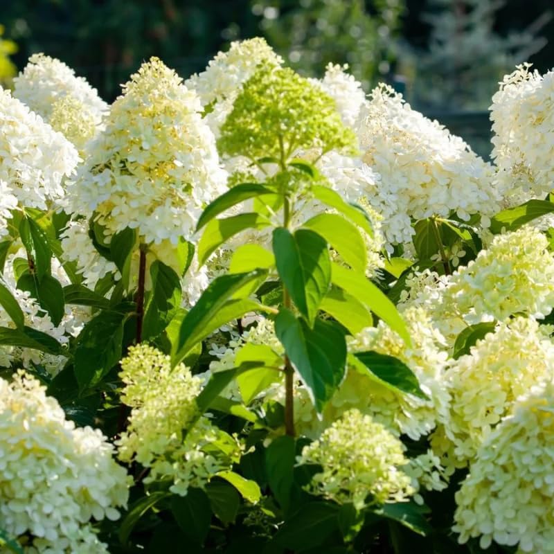 Limelight Hydrangea Live Plant in Quart Pot | Established Paniculata Flowering Shrub | Ready to Plant Deciduous Shrub for Backyard and Patio