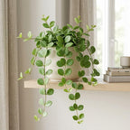 Peperomia Hope Plant in 4'' Inch Pot, Low-Maintenance Peperomia Live Plant, Ideal Plant for Home & Office