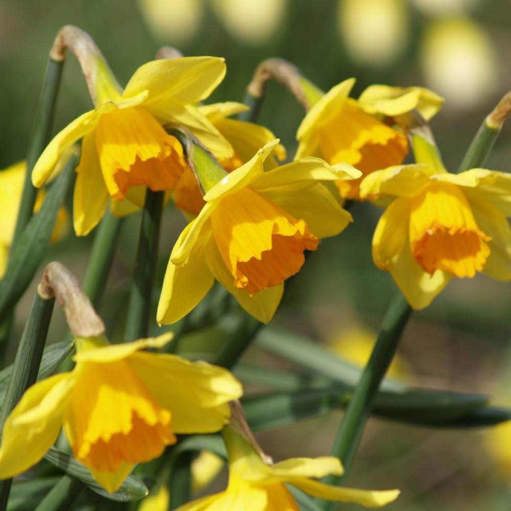 50 Wild Daffodil Bulbs, Lent Lily, Yellow Spring Flowering Perennial for Garden Borders, Cold-Hardy Narcissus for Early Spring Blooms
