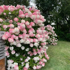 2 PeeGee Hydrangea Tree Live Plants | 1-2ft Bare Root Seedlings | Low Maintenance Flowering Deciduous Shrub