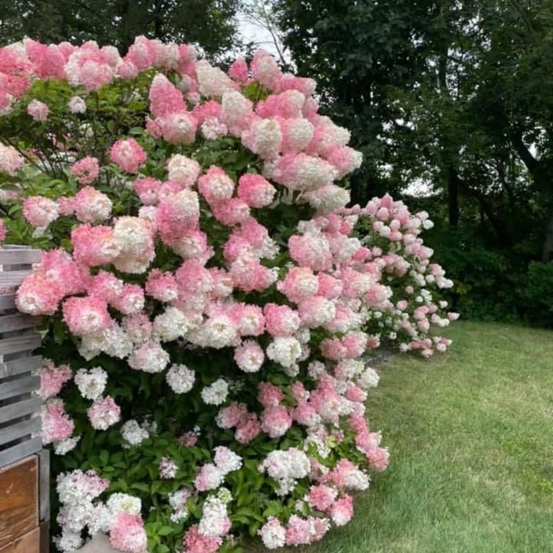 2 PeeGee Hydrangea Tree Live Plants | 1-2ft Bare Root Seedlings | Low Maintenance Flowering Deciduous Shrub