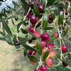 Arbequina Olive Tree Live Plant 2.5–3 Ft| Easy-Grow Olive Variety for Home & Garden | No Ship to CA,HI,AK